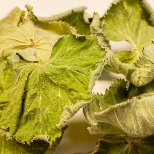 Frauenmantel Blätter ganz, 100g, BIO – Bild 2